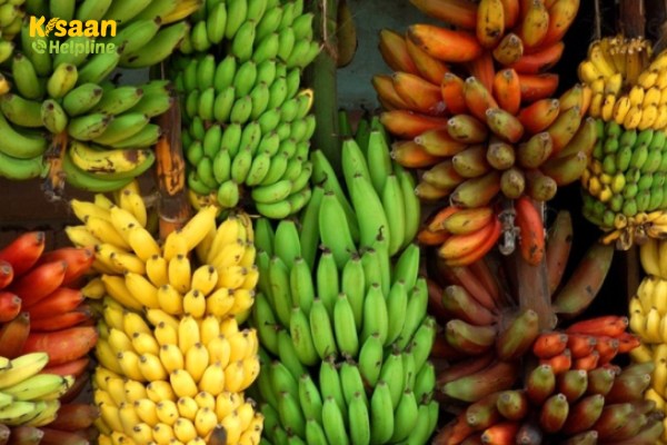 भारत वर्ष में उगाई जाने वाली केला की प्रमुख व्यवसायिक किस्में  